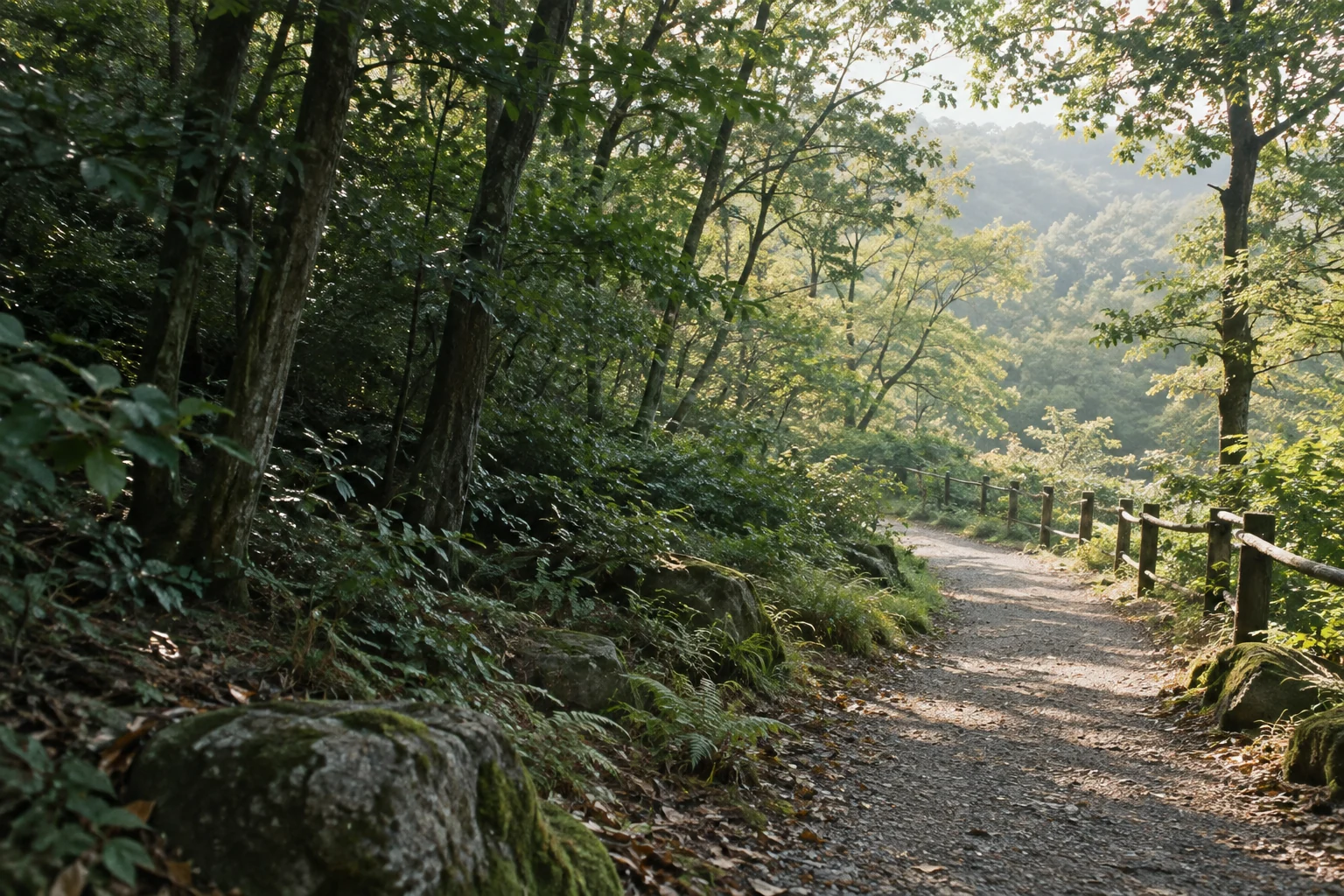 나무 사이로 부드러운 빛이 드는 조용한 숲 산책길